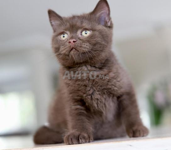 Chatons pedigree wcf Scottish color point