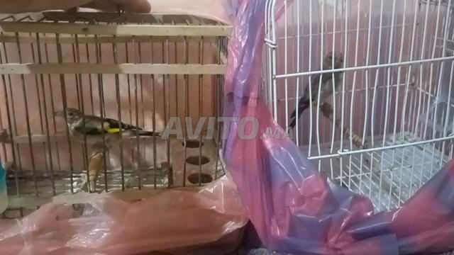 4 قرعة، اثنان ذكور واثنان إناث - 2