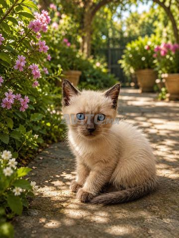 🐱 قطط سيامية جميلة للبيع - 2