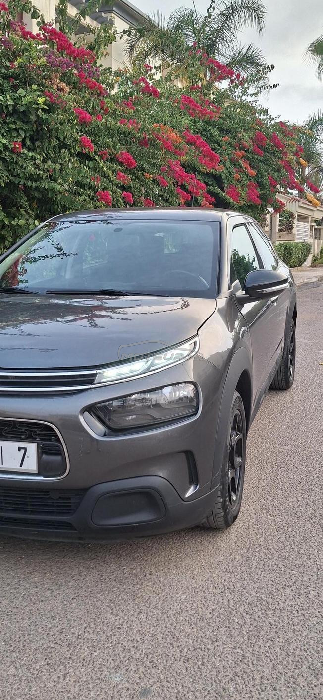 citron c4 cactus 