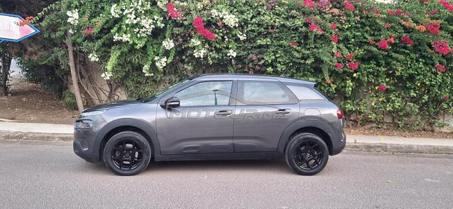 citron c4 cactus 