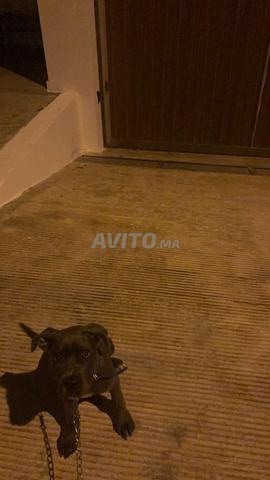 Femelle Cane Corso issue de parents pedigree - 2