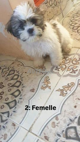 🐶 Craquez pour nos adorables chiots Shih Tzu ❤️ - 2