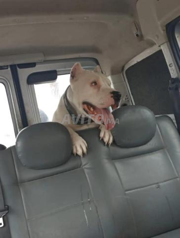 Dogo Argentino - 2