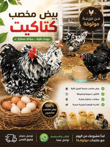 بيض مخصب وكتاكيت للبيع - 2