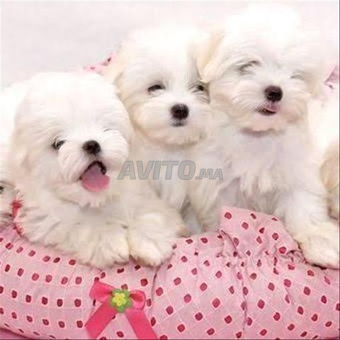 جرو كلاب بيشون مالطي - 2