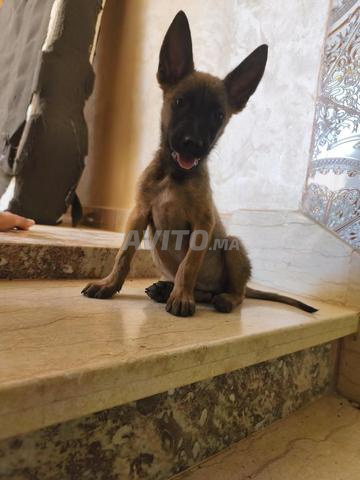 جرو مالينوا عمره 60 يوم - 2