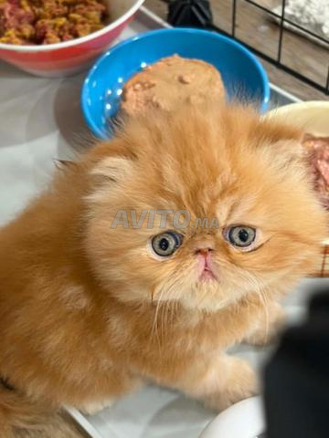 قطة صغيرة - 2