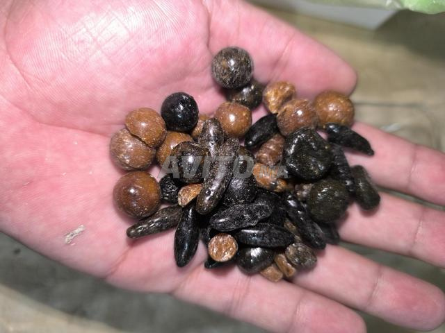 لوبان حر قديم