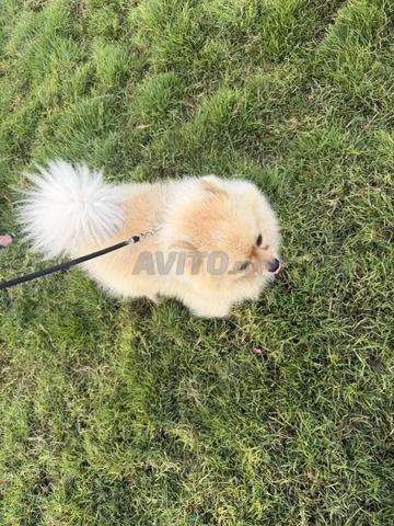 Chien spitz - 2