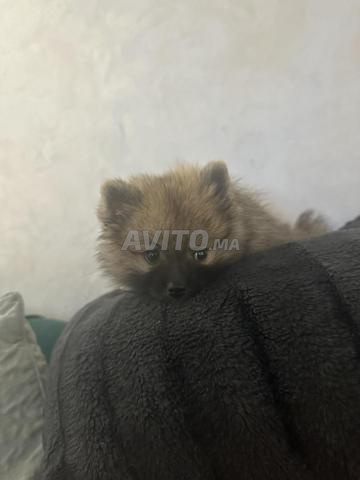 أنثى بومرينيان سبيتز قزم - 2