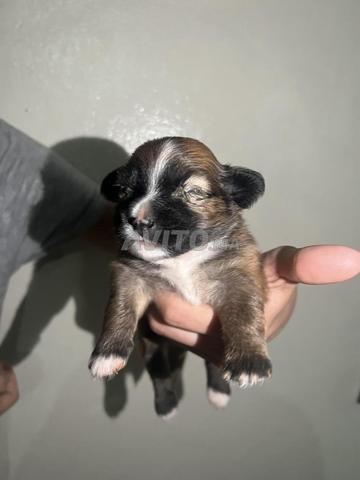 2 chiots Kokoni Mâles à Casablanca - très mignons - 2