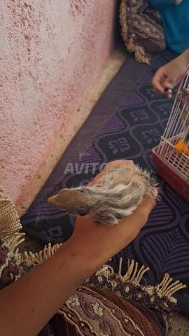 جرسيف دوار ليل - 2