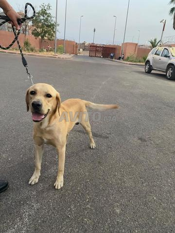 Chien Labrador