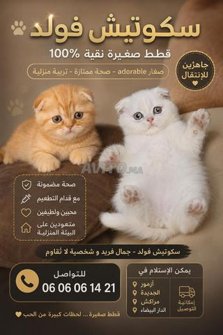 قطط سكوتيش فولد