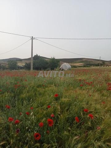 مزرعة مع أرض للبيع - 2