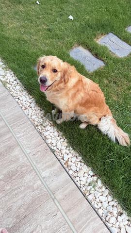 Golden retriever femelle pedigree bien dressée - 2