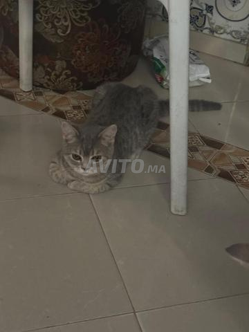 سكوتش ستريت رمادي - 2
