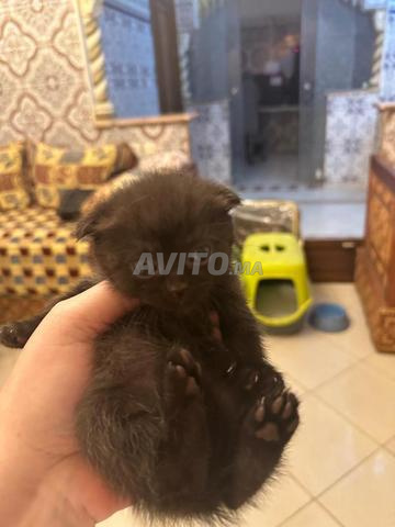 Scottish fold femelle noir, 7 semaines