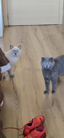 Chaton Scottish Fold