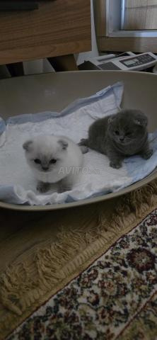 Chaton Scottish Fold
