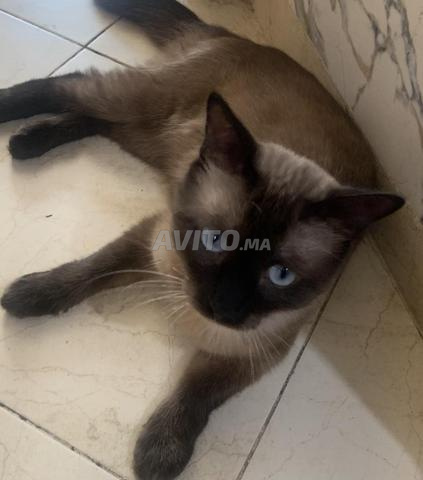 🐱 قط سيامي للبيع - 2