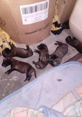 Malinois à vendre