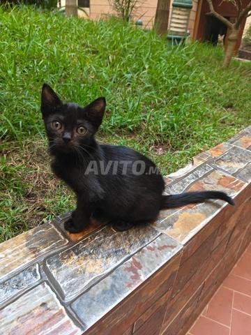 Chats à adopter - 2