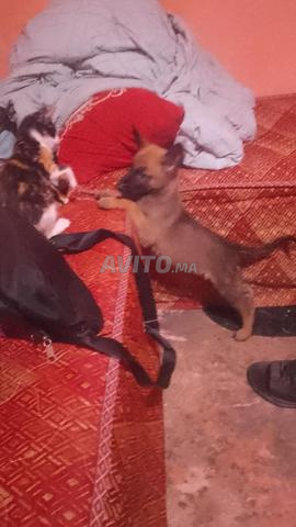 مالينوا عمره شهر ونصف
