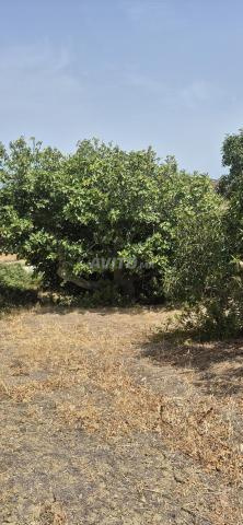 منار طنجة - 2