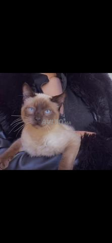 Je vends ce chaton de six mois. Il est adorable - 2