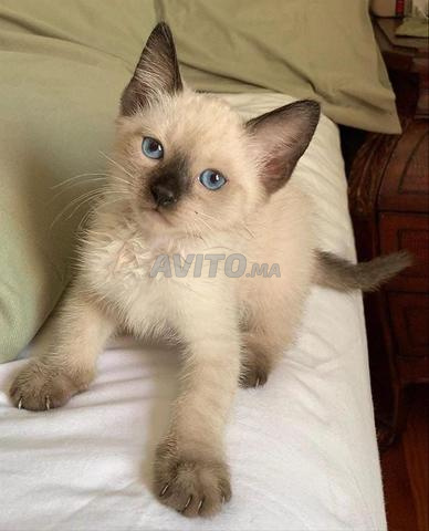 Chat siamois - 2