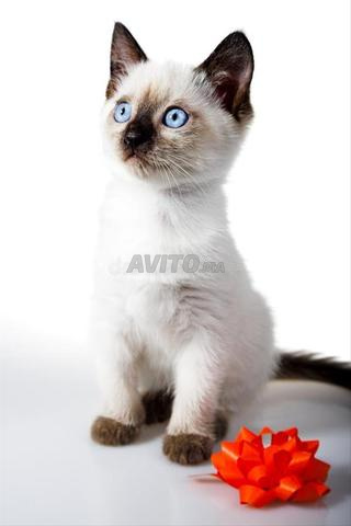 Chat siamois