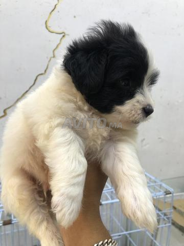Bichon Havanais nain - 2