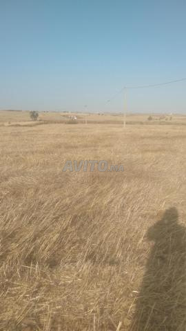 أرض جاهزة بالكهرباء للبيع - 2
