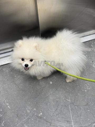 Chiot Poméranien Blanc Teddy Face - 2