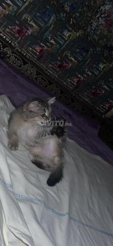 أنثى بريتيش شورت هير - 2