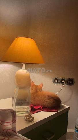 Chat mâle 2 mois et demi - 2