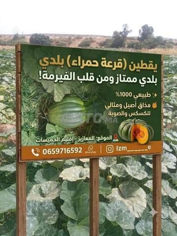 اليقطين الأحمر