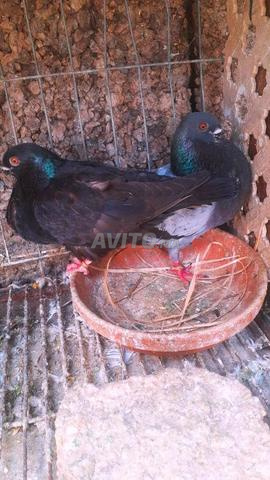 Pigeon canario, canarios - 2