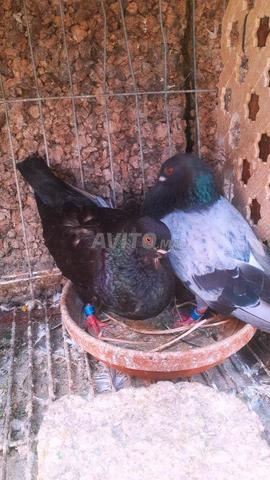 Pigeon canario, canarios