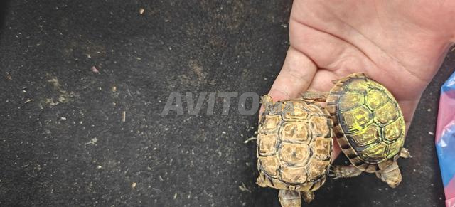 Petite tortue de couleur - 2