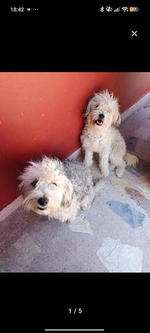 Caniche à vendre