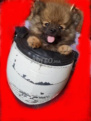 Spitz Pomeranian