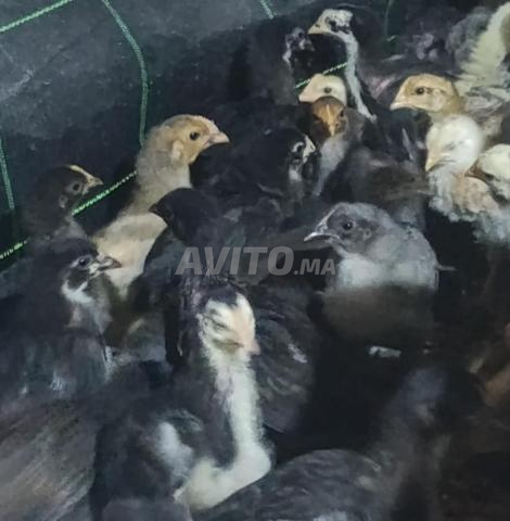 Vente de poulets de races mélangées