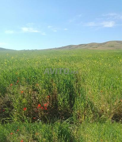 أرض فلاحية للبيع - 2