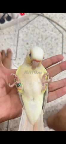 فرخ مولينيه مدرب جيداً