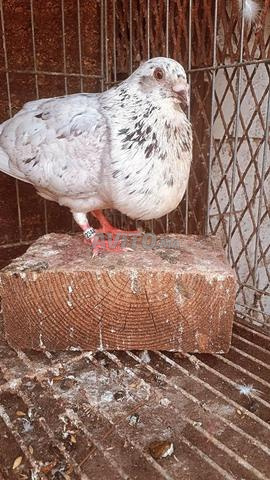 pigeon sivya, sivyanos - 2