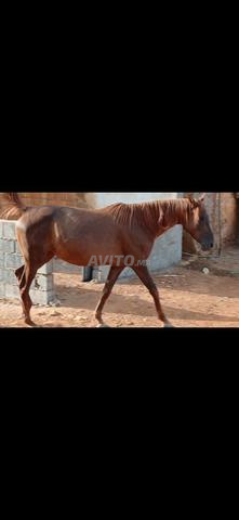 2 juments arabes de course
