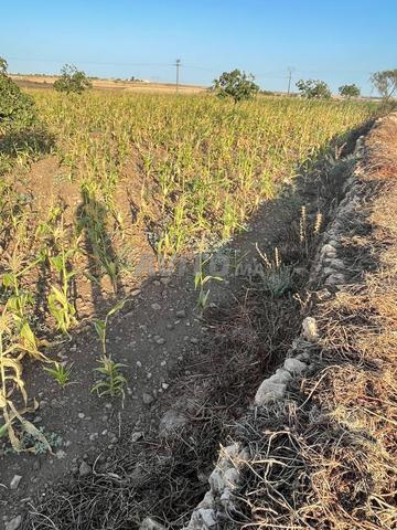 Terrain agricole à vendre de 6600 m² à Ouled Faraj - 2